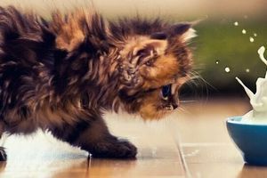 Альтернативне молоко для котів - козяче, безлактозне, рослинне...