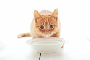 Чи можна коту давати молоко?