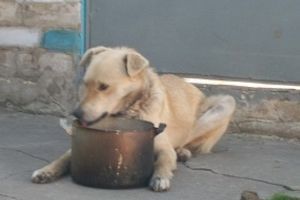 Чи в каші сила: каша для собак